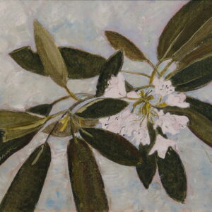 Rhododendrons
