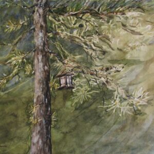 Old Scrub Pine